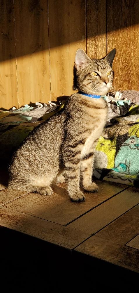 Cat 20515 (Baxter) Cat 20515 (Baxter)