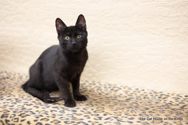Onyx Onyx
