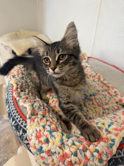 Kitten 27415 (Mary)