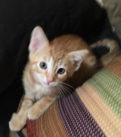 Peanut Peanut
