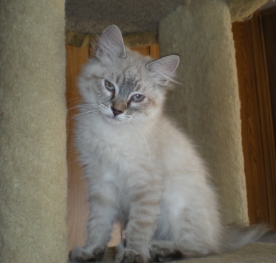 kitten 2517 (Leo Lynxie)