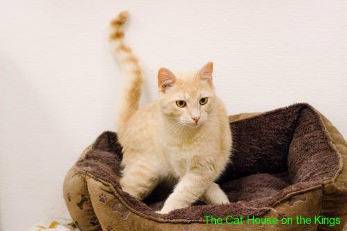 cat house on the kings river