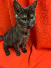 Kitten 18317 Kitten 18317