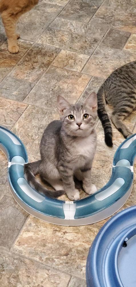 Kitten 21717 (Marty) Kitten 21717 (Marty)