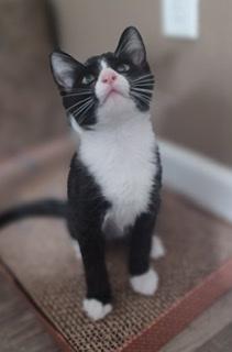 Oliver Oliver