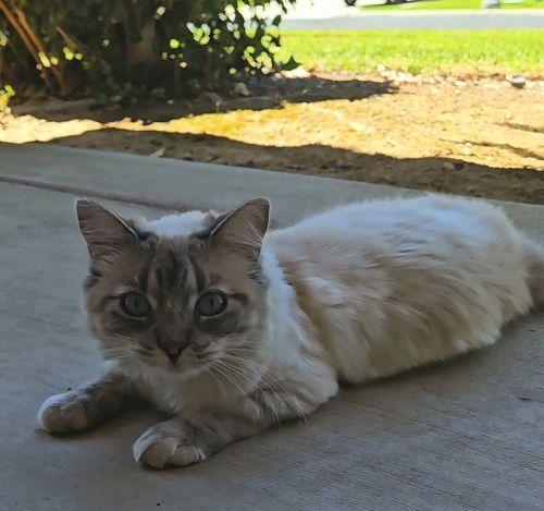 Click for full size picture - Cat 28017