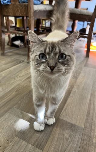 Click for full size picture - Cat 28017 (Duchess)