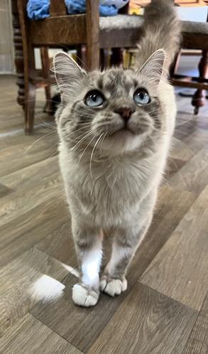 Click for full size picture - Cat 28017 (Duchess)