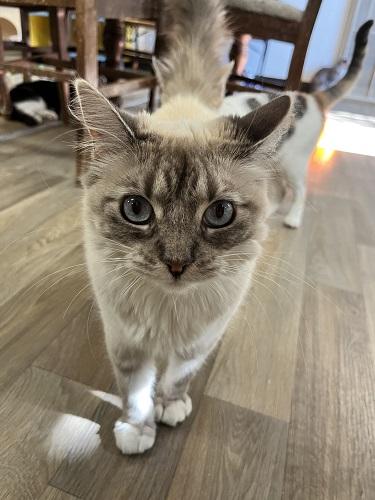 Click for full size picture - Cat 28017 (Duchess)