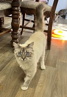 Click for full size picture - Cat 28017 (Duchess)