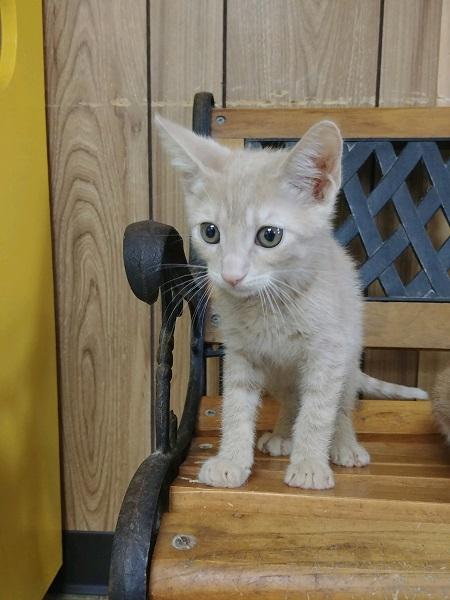 Kitten 16918 Kitten 16918