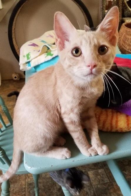 Kitten 16918 Kitten 16918