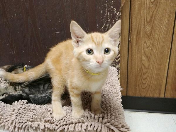 Kitten 17118 Kitten 17118