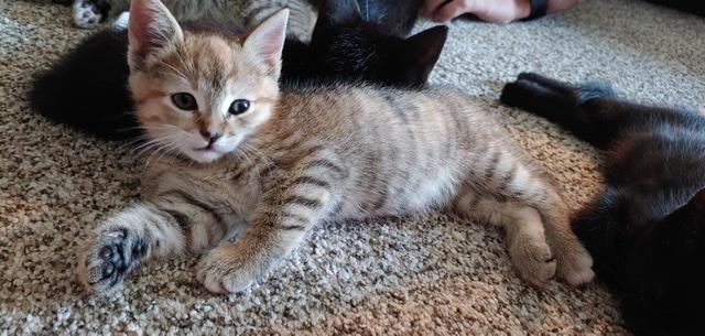 Tigerlilly Tigerlilly