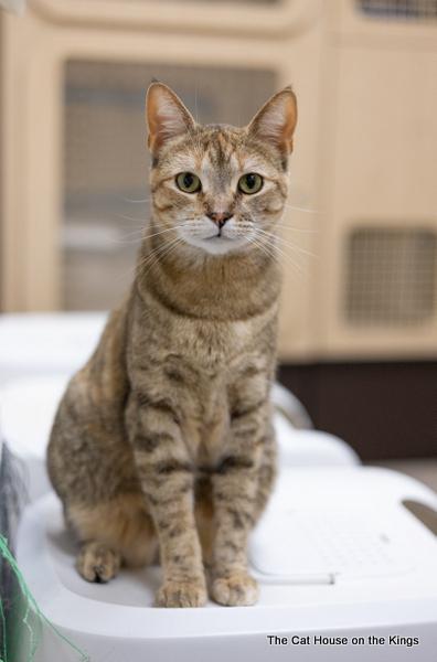 Tigerlilly Tigerlilly