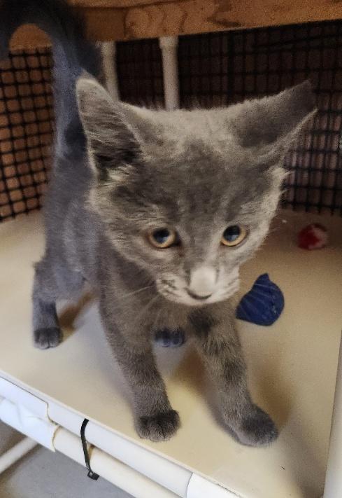 Click for full size picture - Kitten 27518