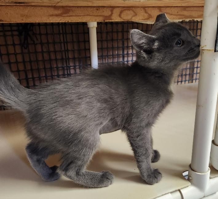 Click for full size picture - Kitten 27518