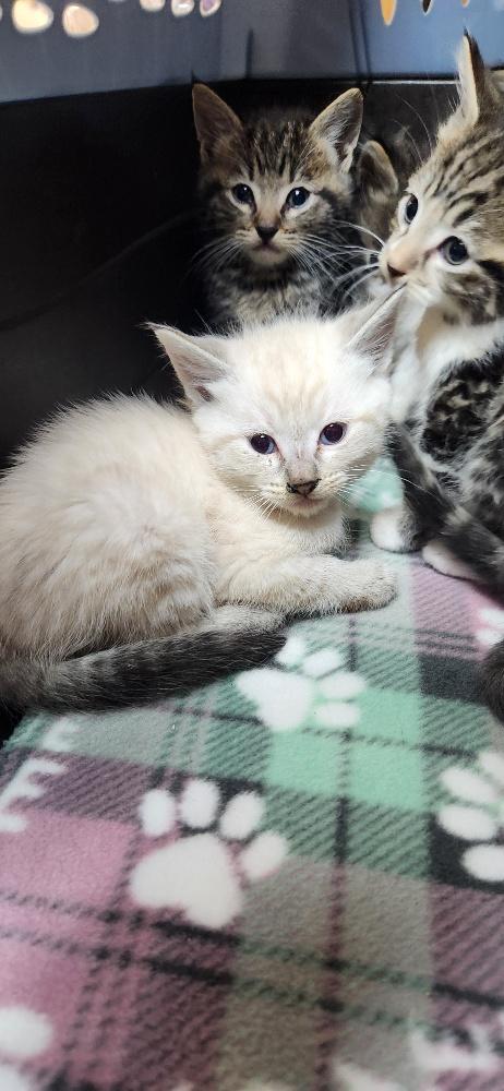 Click for full size picture - Kitten 27818 (Mocha)