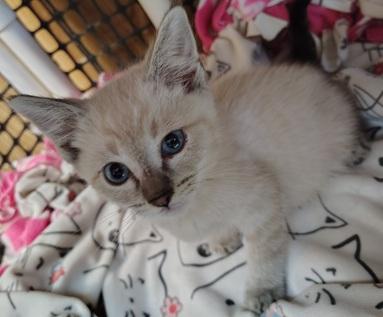 Click for full size picture - Kitten 27818 (Mocha)