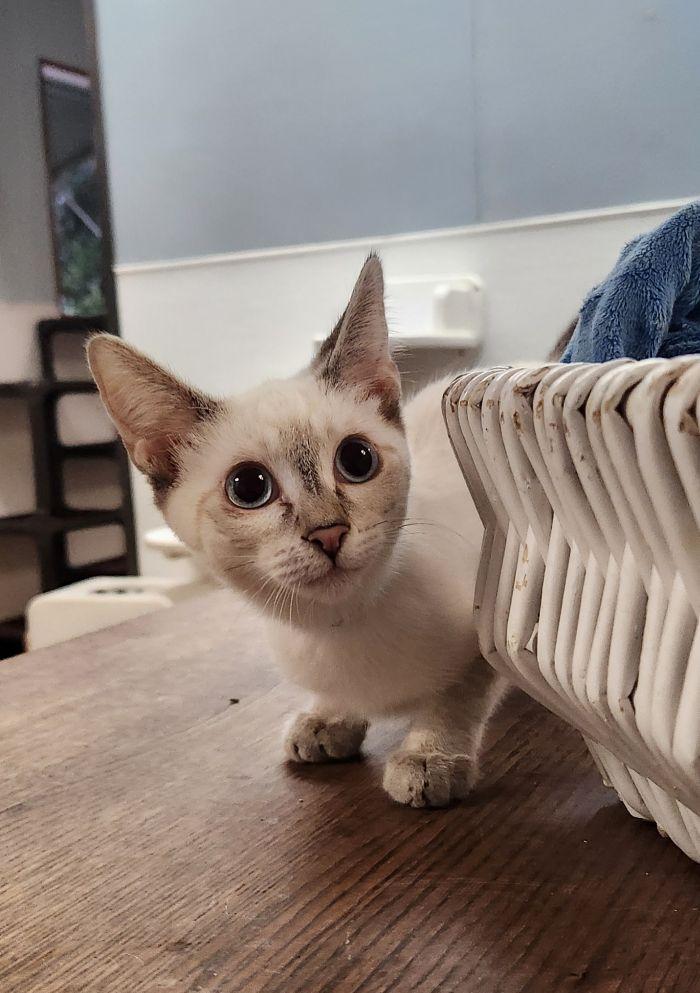 Click for full size picture - Kitten 27818 (Mocha)