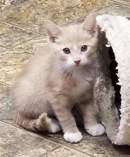 Kitten 16919 Kitten 16919