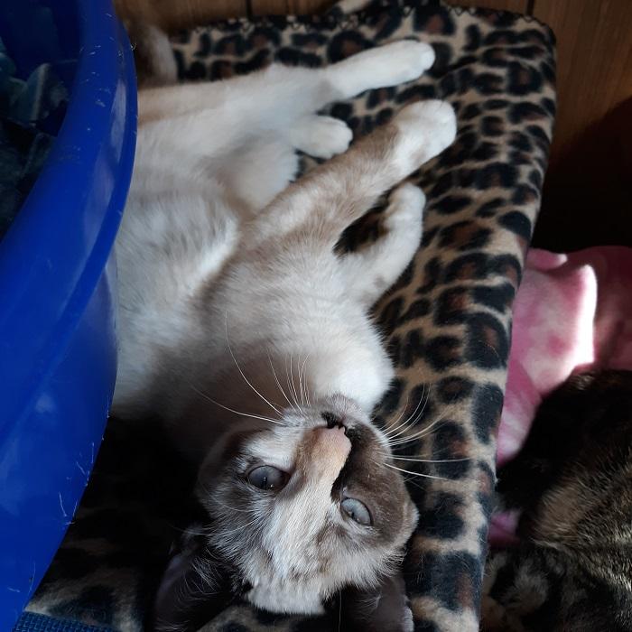 Cat 19119 (Marbles) Cat 19119 (Marbles)