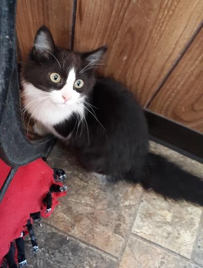 Kitten 20819 Kitten 20819