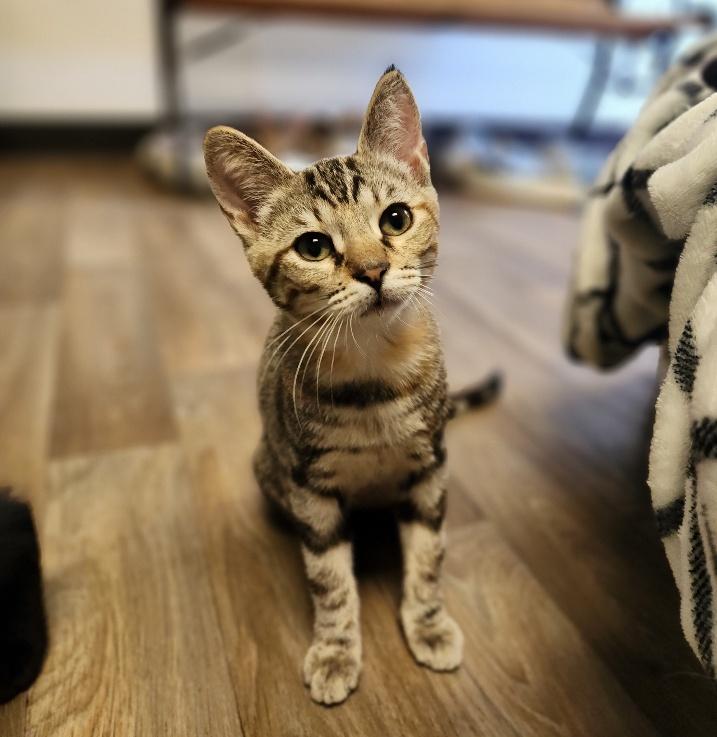 Kitten 27019 (Coral) Kitten 27019 (Coral)