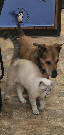 Click for full size picture - Cat 27519 (Jerry)