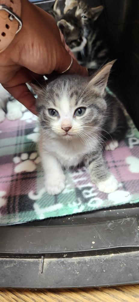 Click for full size picture - Kitten 27819 (Susie)