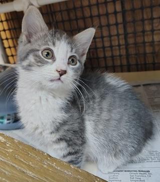 Click for full size picture - Kitten 27819 (Susie)