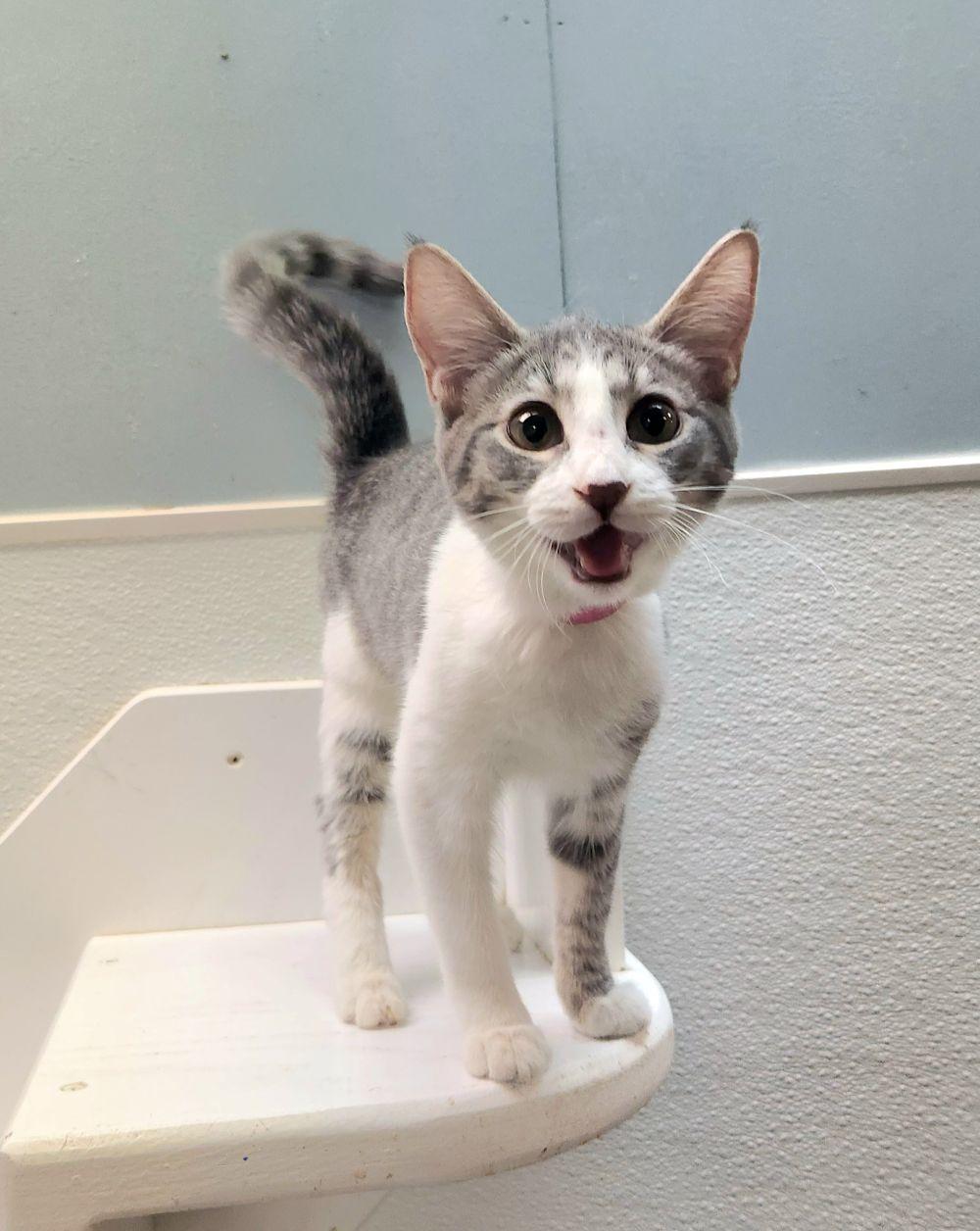 Kitten 27819 (Susie)