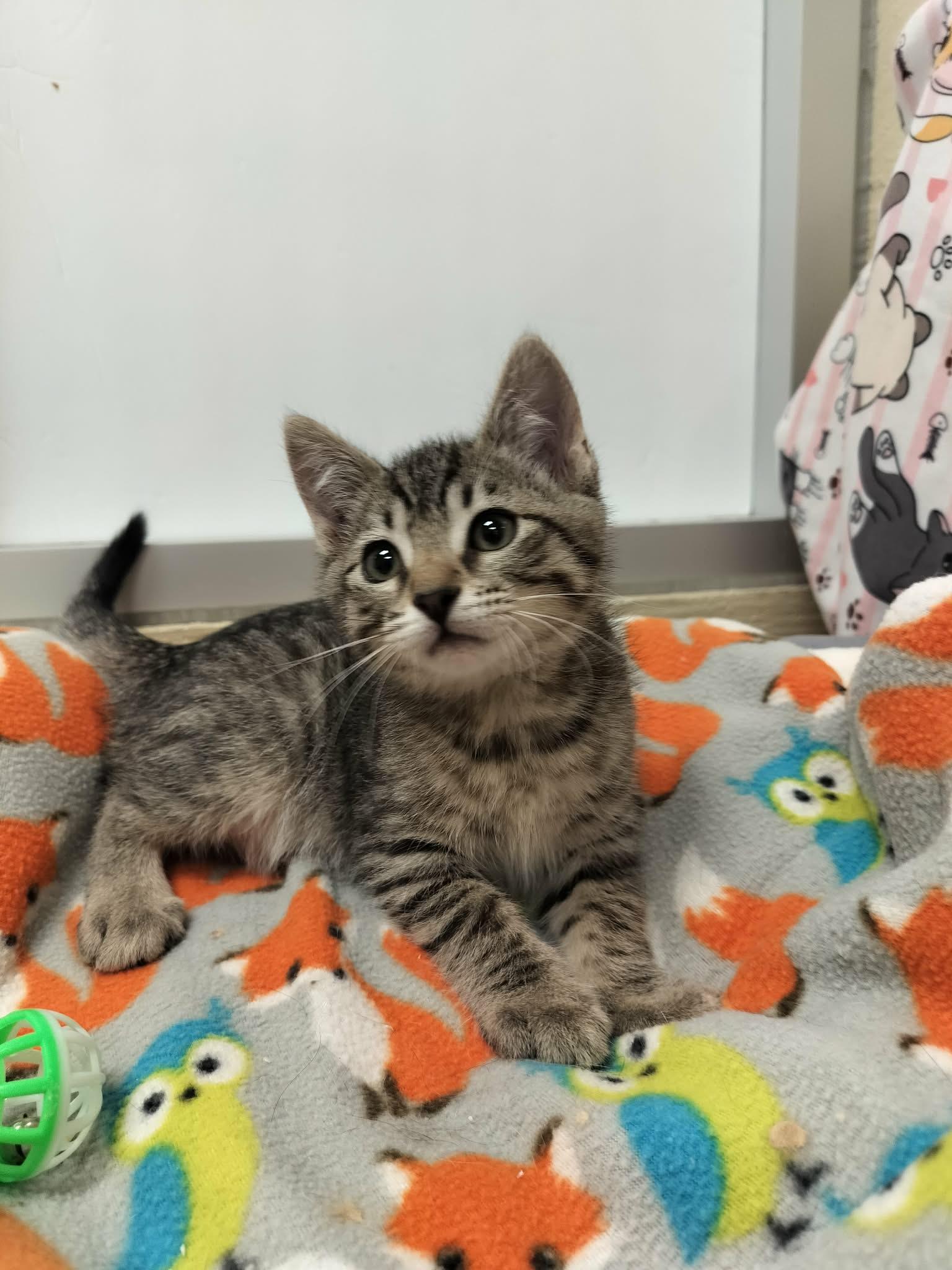 Click for full size picture - Shepherd
