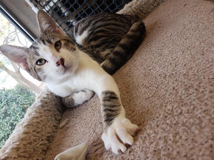 Kitten 17520 Kitten 17520