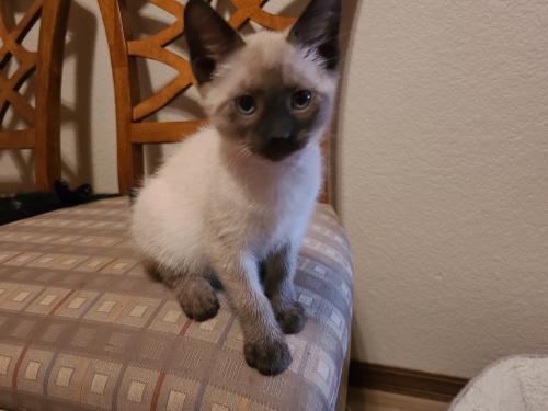 Nala Nala