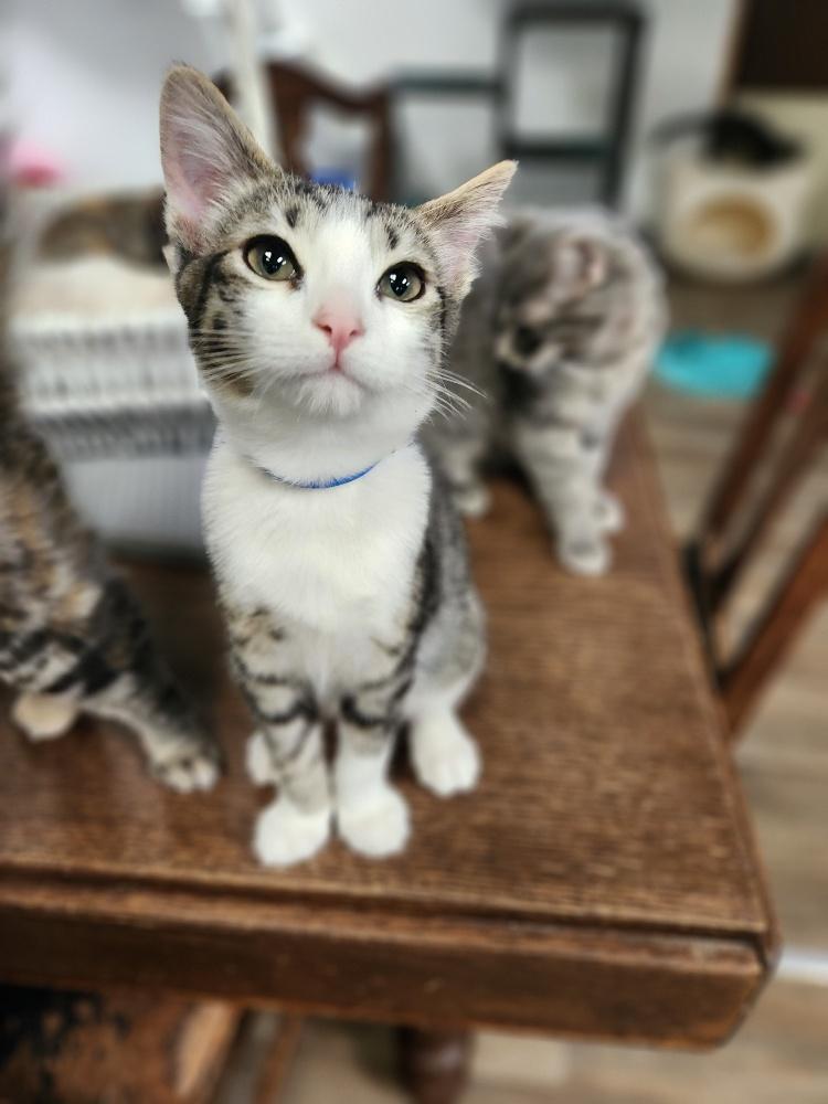 Kitten 27020 (Tommy) Kitten 27020 (Tommy)