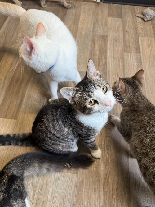 Click for full size picture - Kitten 27020 (Tommy)
