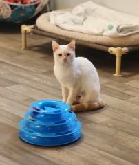 Cat 27520 (Samantha)