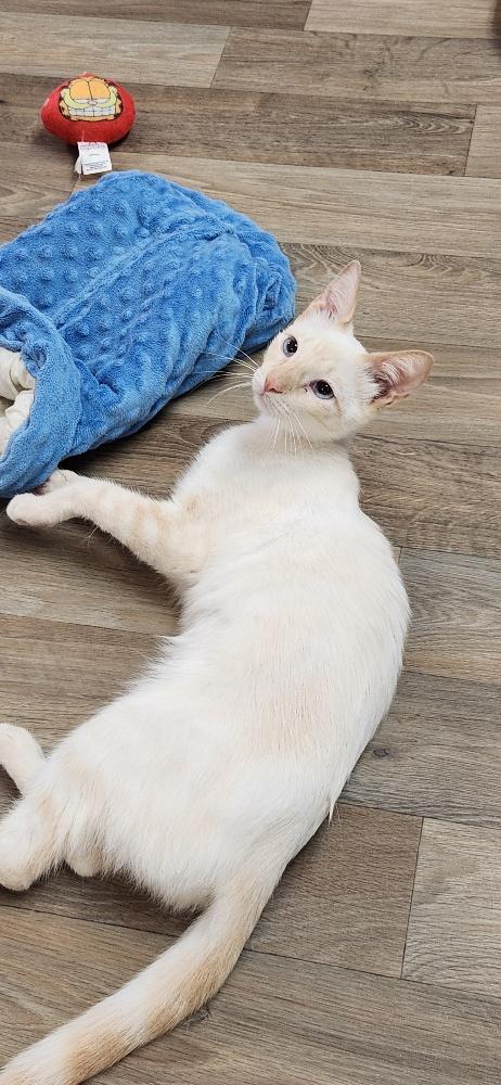 Cat 27520 (Samantha)