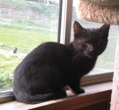 Kitten 2921 Kitten 2921
