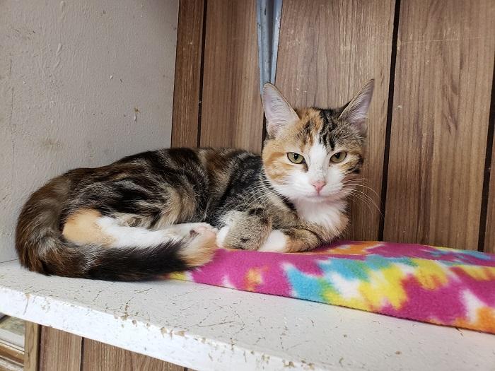 Kitten 17421 Kitten 17421