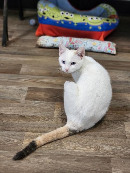 Cat 26621 (Seraphina) Cat 26621 (Seraphina)