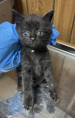 Click for full size picture - Kitten 27921 (Turbo)