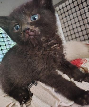 Click for full size picture - Kitten 27921 (Turbo)