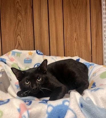 Click for full size picture - Kitten 27921 (Turbo)