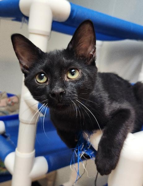 Click for full size picture - Kitten 27921 (Turbo)