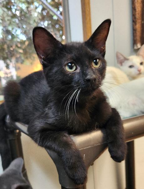 Click for full size picture - Kitten 27921 (Turbo)