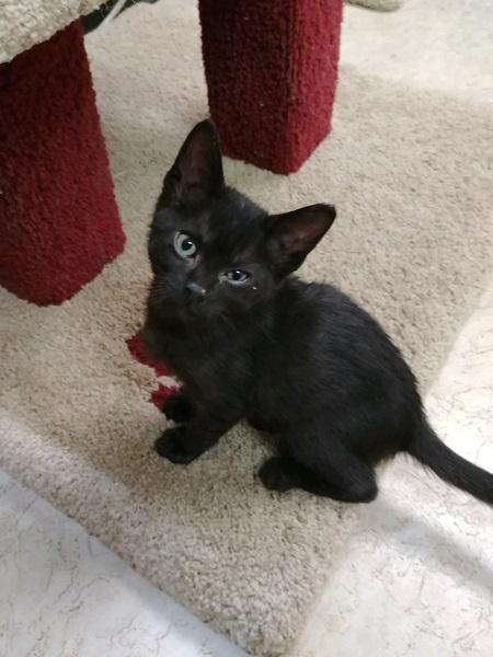 Kitten 16822 (Kei) Kitten 16822 (Kei)