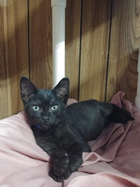 Kitten 16822 (Kei) Kitten 16822 (Kei)