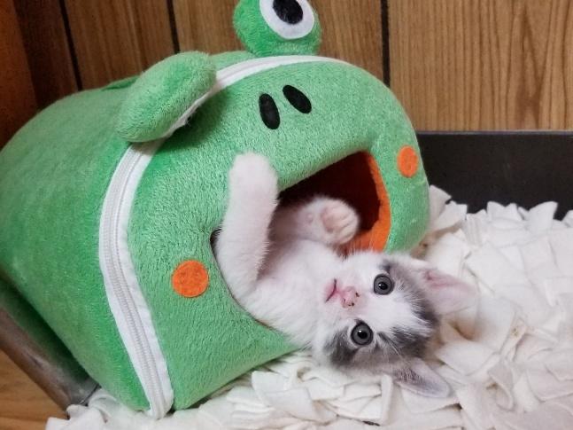 Kitten 17522 (JJ) Kitten 17522 (JJ)